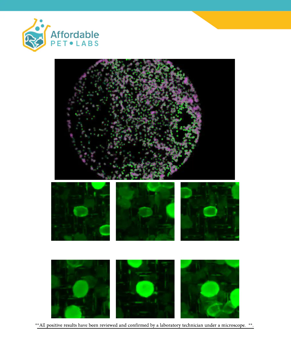 Easy Home Kit Affordable Pet Labs Total Fecal Tests Plus Giardia For Dogs - Image 12