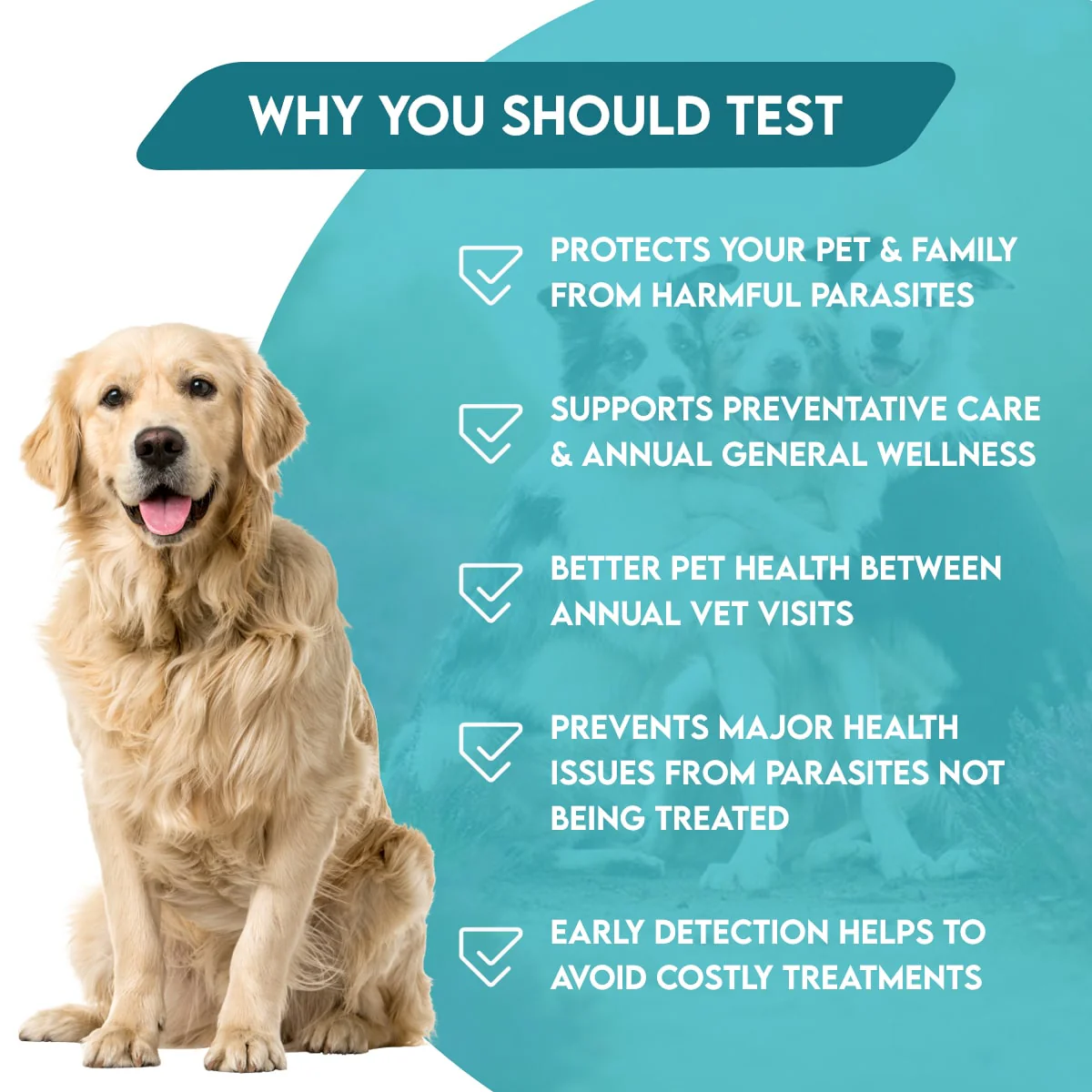 Easy Home Kit Affordable Pet Labs Total Fecal Tests Plus Giardia For Cats - Image 6