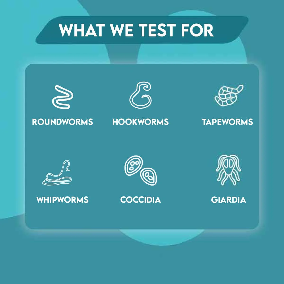 Easy Home Kit Affordable Pet Labs Total Fecal Tests Plus Giardia For Dogs - Image 8