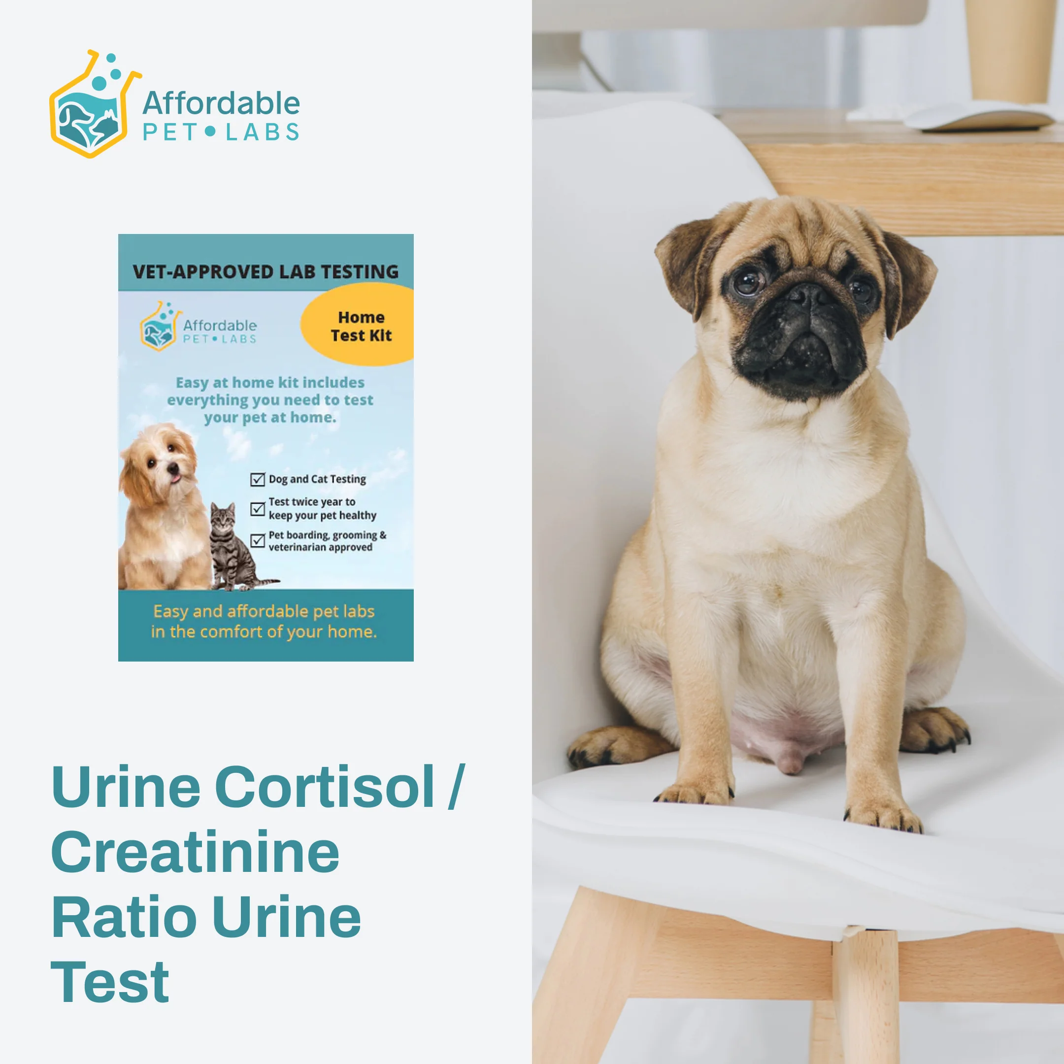 Easy Home Kit: Affordable Pet Labs Urine Cortisol / Creatinine Ratio Urine Test For Dogs - Image 6