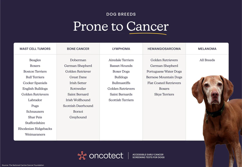 Self Collect: Dog Cancer Screening Test - Image 4